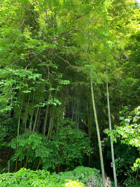 Photo of Japanese bamboo forest