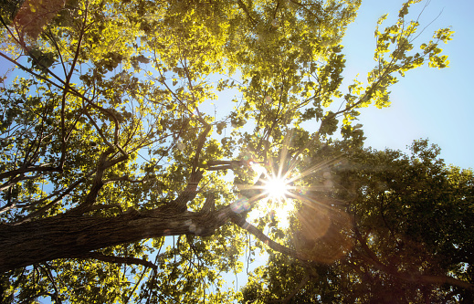 Sunlight forming a starburst shines through a tree during summer in Niagara Falls, Ontario, Canada. The sky is blue and clear behind the tree and the sun’s light turns the leaves greener.