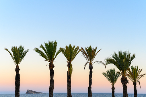 Row of palm trees with the horizon of the sea and the rock of Benidorm, Alicante, Valencia in Spain.