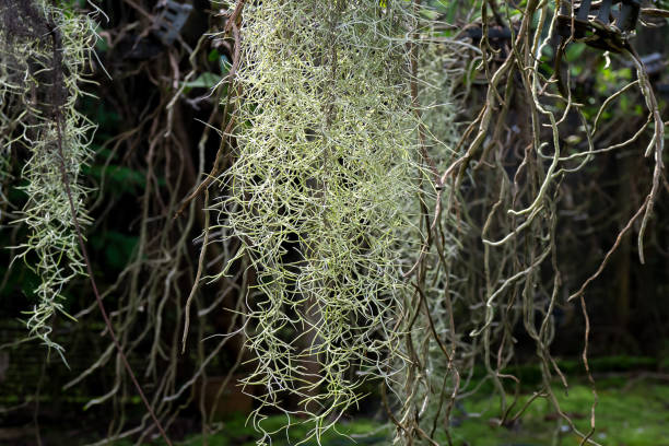 istock Tillandsia and moss spain background 1429264723
