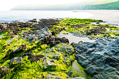 frische-algen-am-strand-nach-der-flut.jpg?b=1&s=170x170&k=20&c=q8PhMzcDEgLzIBW0xt_Z7IsiuSfeFNwcNpz88sjW6Ik=