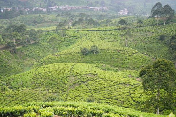 istock Tea Cultivation in Puncak Bogor, Indonesia 1429265235