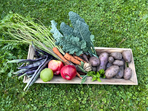 Freshly harvested organic produce from home garden - purple pole beans, red and green apples, purple and orange carrots, kale, sage, mint, garlic and purple potatoes.