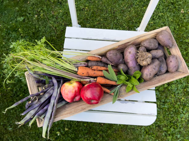 椅子の裏庭の庭から摘みたての自家製有機農産物 - environment homegrown produce canada north america ストックフォトと画像
