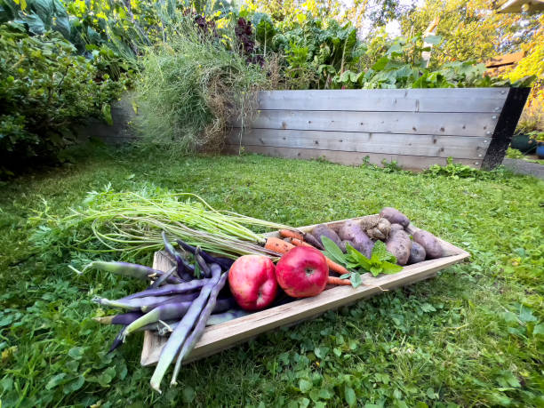 自家製農産物の裏庭の恵み、背景に育てられた菜園 - environment homegrown produce canada north america ストックフォトと画像