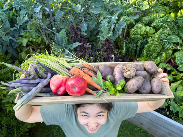 豊富な菜園から収穫された農産物を家に持ち帰る多人種の女性 - environment homegrown produce canada north america ストックフォトと画像