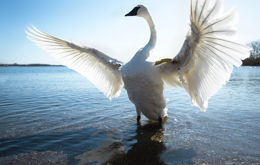 A female trumpeter swan spreading her wings atop a calm blue lake. The sunlight shining through her feathers makes her look almost ethereal. Taken on a sunny spring day in Toronto, Ontario, Canada.