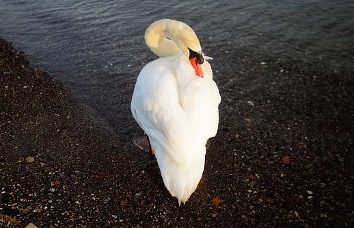 Portrait of a mute swan, an introduced species in North America, on a coastal pond in Connecticut, in winter light. In England and Wales, the monarch owns all mute swans.
