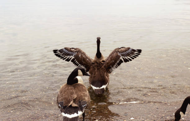 A molting Canada goose spreads its wings on a cloudy summer day by the lake in Toronto, Ontario, Canada.
