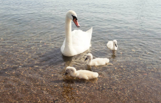 A female mute swan and her three cygnets atop a calm lake on a sunny summer day in Toronto, Ontario, Canada.