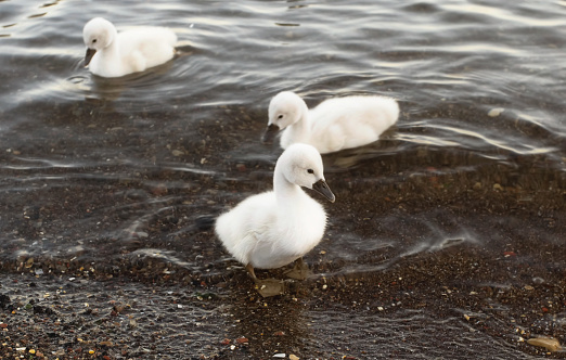 A fuzzy cygnet and its siblings swimming atop a calm lake a few days after birth. Taken on a cloudy afternoon in Toronto, Ontario, Canada.