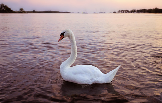 A female mute swan on water during sunset on a summer evening in Toronto, Ontario, Canada.