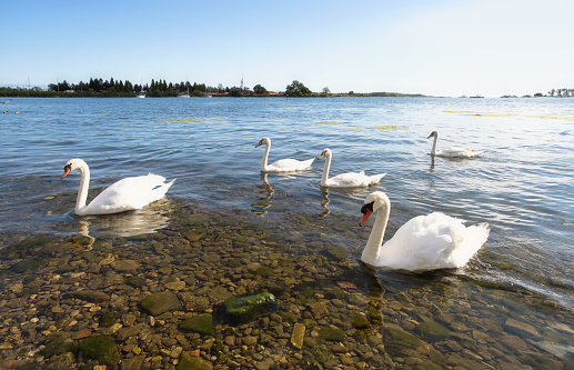 A mute swan family swims atop a calm lake on a sunny summer afternoon in Toronto, Ontario, Canada.