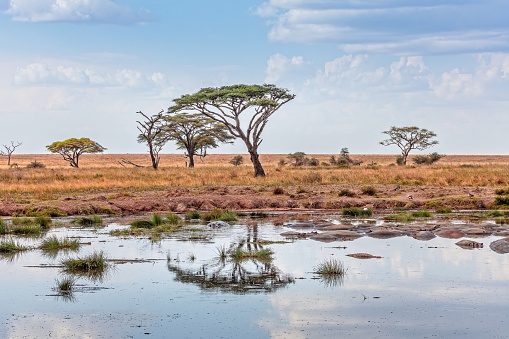 Water pond with hippopotamuses, surrounded by umbrella acacias in the Serengeti