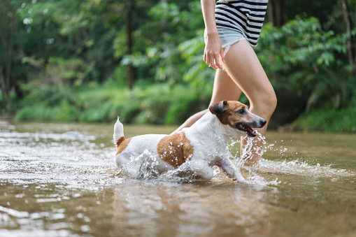 Joyful young asian social detox having fun with her dog playing splashing water in creek at outdoor park