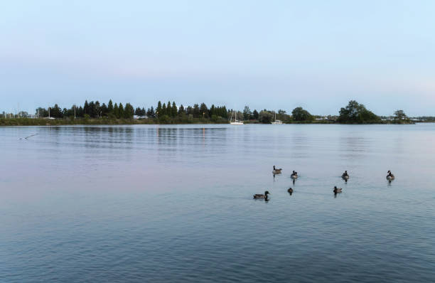 A group of ducks swimming on water during blue hour on a summer evening in Toronto, Ontario, Canada.