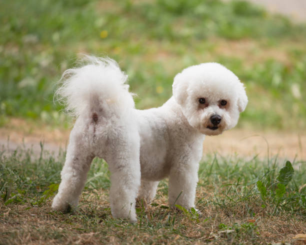istock Cute white fluffy bichon frize puppy 1429270266