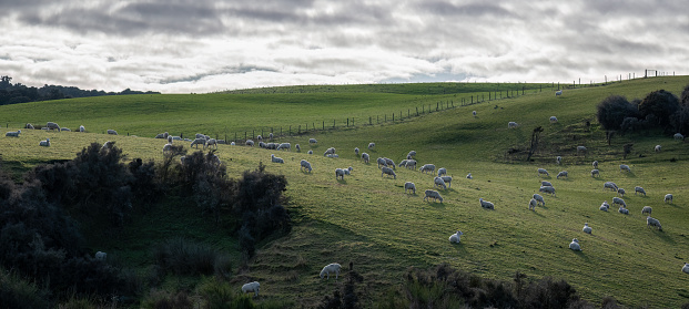 Sheep grazing at Slope Point, southernmost point of South Island, New Zealand.