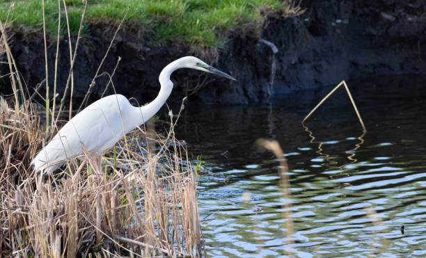 grande aigrette, ardea alba. un oiseau se tient sur la rive d’une rivière dans un bosquet de roseaux et chasse les petits poissons - wading snowy egret egret bird photos et images de collection