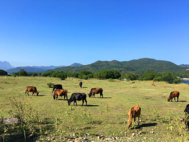 istock Brown cows grazing under blue sky on Hong Kong, Sai Kung 1429270873
