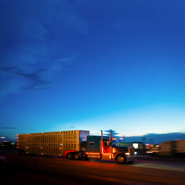 istock Cattle container semi-truck driving fast on the highway- panning motion blur 1429272433