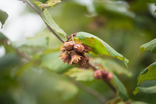 Hazelnut fruits on a hazel bush branch in the forest - hazelnuts in the wild