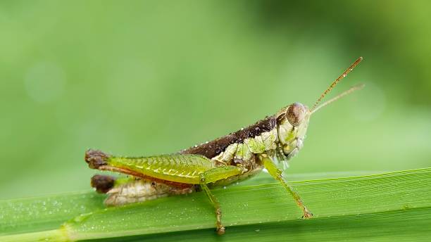 istock The green grasshopper has the scientific name Oxya serville 1429272943