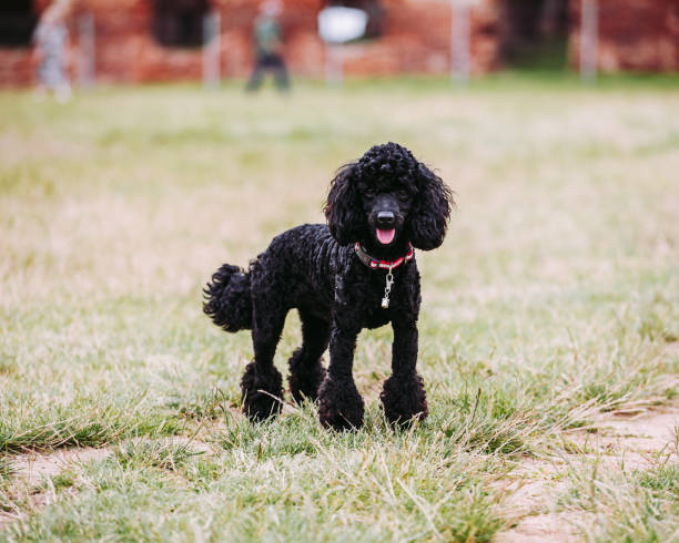 istock Cute friendly poodle puppy walking 1429272977