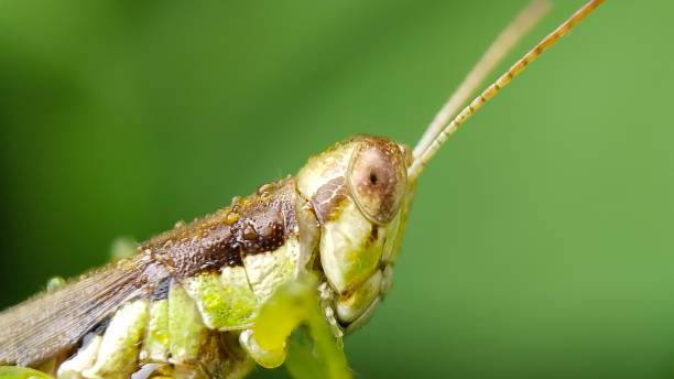 istock The green grasshopper has the scientific name Oxya serville 1429273692