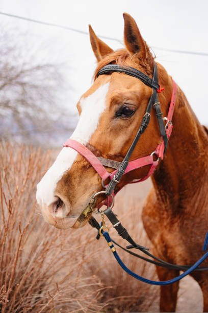 istock beautiful brown harnessed horse with a white spot on the muzzle. 1429275758