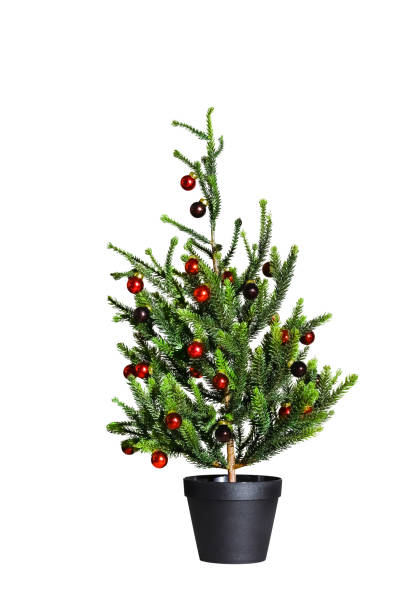 istock Christmas tree with balls isolated on white 1429277443