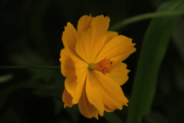 istock Cosmos sulphureus , cosmos sulphureous 1429280091