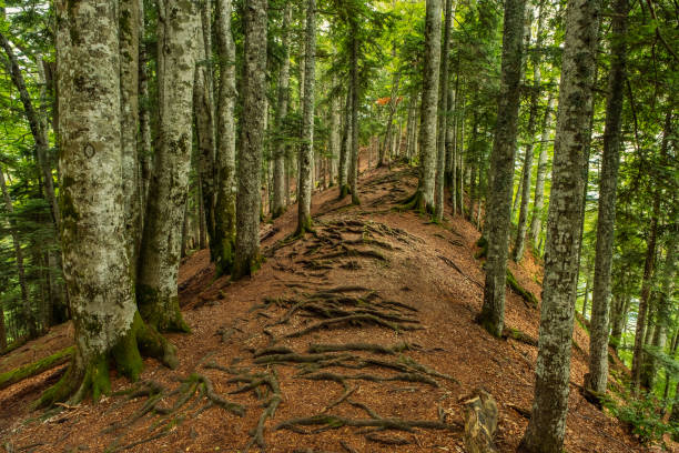istock Twisted roots of trees in mountain forest 1429280308