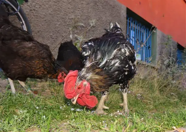 Photo of Rooster and his Chickens feeding in the yard of a country house.
Flock of chickens roam freely on grass in the yard graze.
Poultry farm.
Hen in the chicken farm. Organic living. Healthy food. Natural