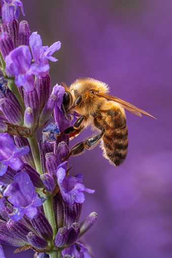 Close up of one honey bee collecting pollen from lavender flower outdoors in garden