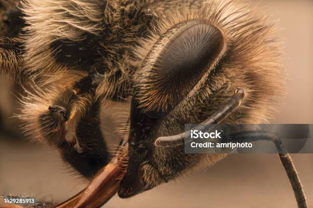 Macro Of Poor Dead Honey Bee Found In Nearby Agricultural Field Stock Photo - Download Image Now