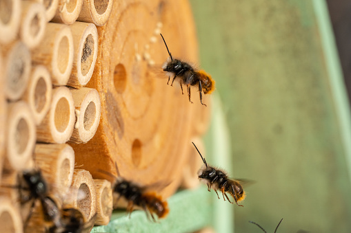 Wild bees at insect hotel in garden