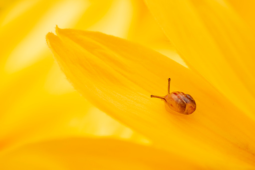 One small snail on yellow flower outdoors in garden, macrophoto