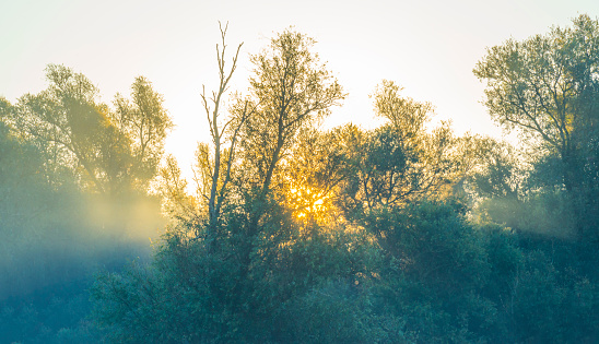 The edge of a foggy lake with reed and withered wild flowers in wetland in sunlight at sunrise in autumn, Almere, Flevoland, The Netherlands, September, 2022