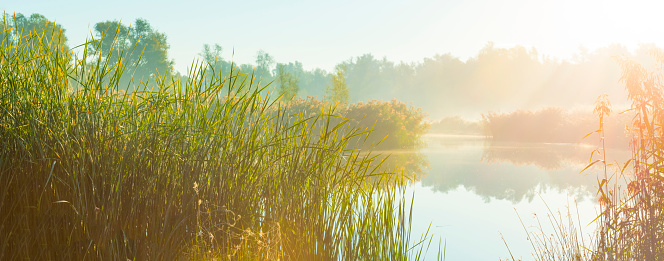 The edge of a foggy lake with reed and withered wild flowers in wetland in sunlight at sunrise in autumn, Almere, Flevoland, The Netherlands, September, 2022