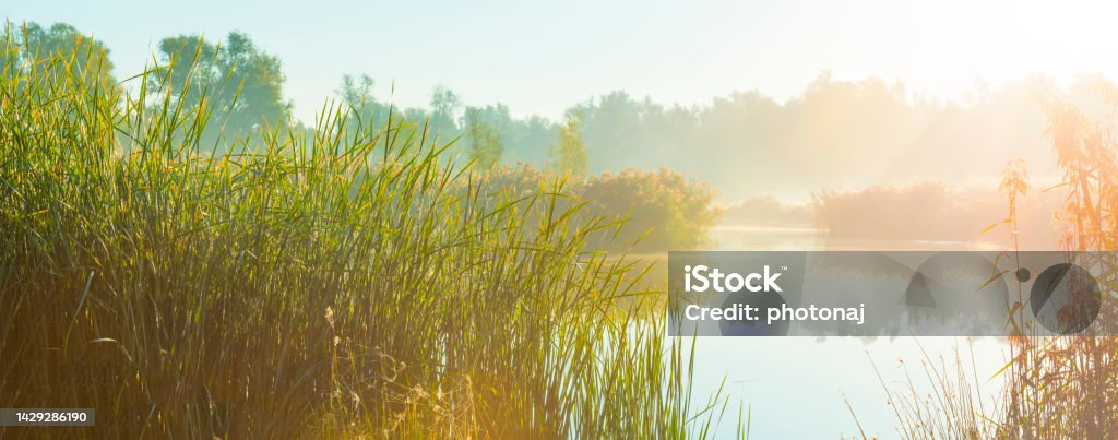 The edge of a foggy lake with reed and withered wild flowers in wetland in sunlight at sunrise in autumn The edge of a foggy lake with reed and withered wild flowers in wetland in sunlight at sunrise in autumn, Almere, Flevoland, The Netherlands, September, 2022 Lakeshore Stock Photo