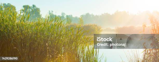The Edge Of A Foggy Lake With Reed And Withered Wild Flowers In Wetland In Sunlight At Sunrise In Autumn Stock Photo - Download Image Now