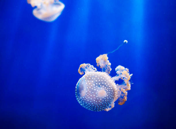 istock Beautiful Italy underwater pictures 1429286243