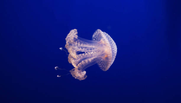 istock Beautiful Italy underwater pictures 1429286363