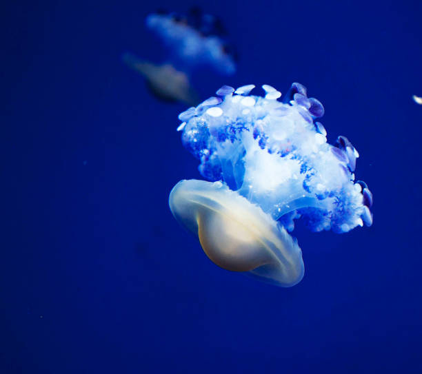 istock Beautiful Italy underwater pictures 1429286433