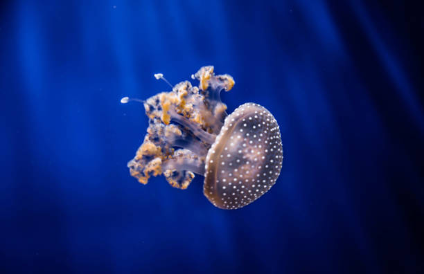 istock Beautiful Italy underwater pictures 1429286590