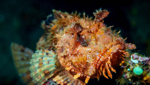 istock Beautiful Italy underwater pictures 1429286681