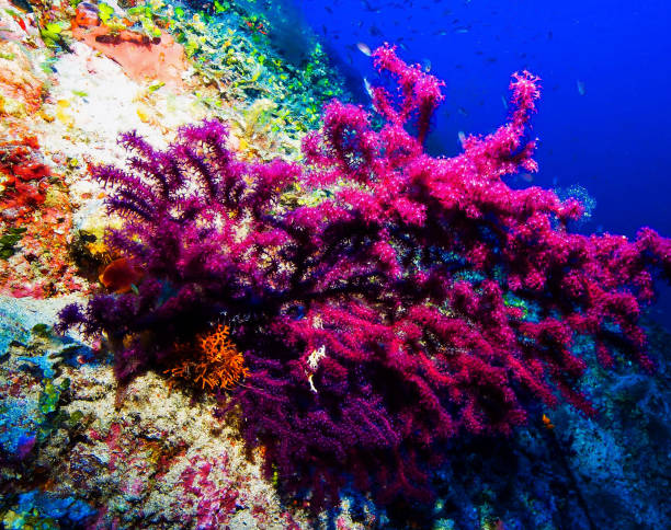 istock Beautiful Italy underwater pictures 1429286754