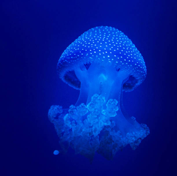 istock Beautiful Italy underwater pictures 1429286776