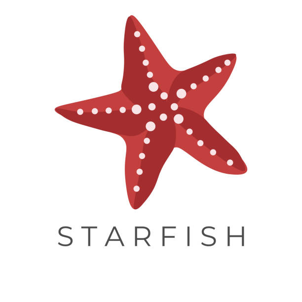 illustrazioni stock, clip art, cartoni animati e icone di tendenza di elegante illustrazione di stelle marine rosse - starfish